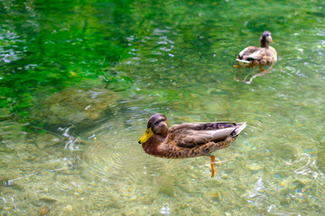 Les canards dans l'eau de rivière en été.	