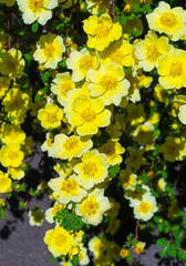 dog-rose, flowers yellow wild rose