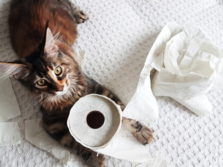 funny kitten playing with toilet paper tissues and chewing and destroying pieces of paper. with copy space