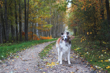 furry mixed breed dog on an autumn path