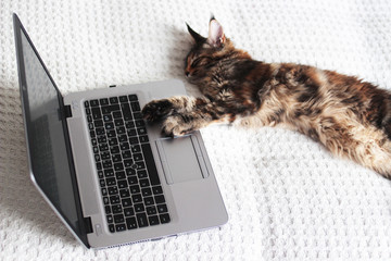 young maine coon kitten cat using a gray laptop on white background. working with computer concept. Tired of working, sleeping behind a computer © k