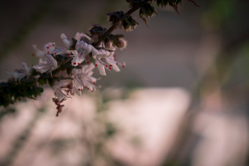 Close up of flower