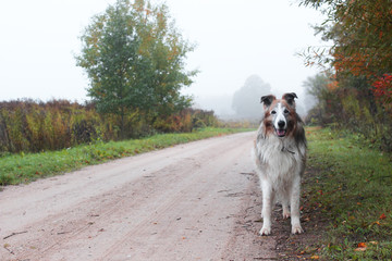 furry mixed breed dog on an misty autumn path