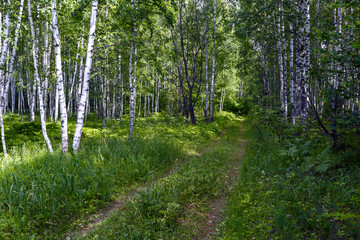 Fototapeta premium dirt road in the forest
