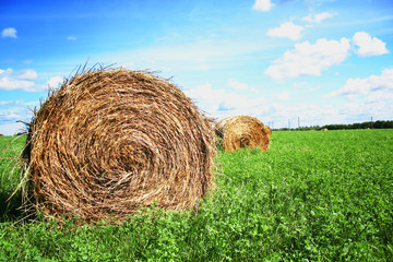 Hay bales on the meadow with cloudy blue sky and green ground