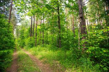 Obraz premium dirt road in the forest