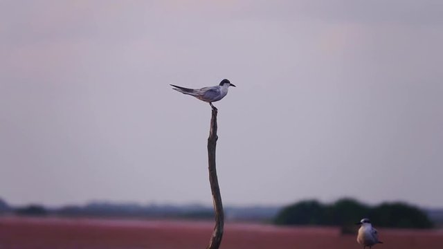 Common Tern (Sterna hirundo) Bird Perched on Wooden Post at Lake with Red Lotus Flowers