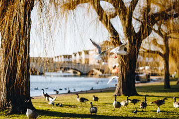 Birds flying in waterfront park in Peterborough , United kingdom