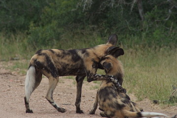 Wild dog in South Africa