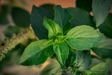 Beautiful green leaves