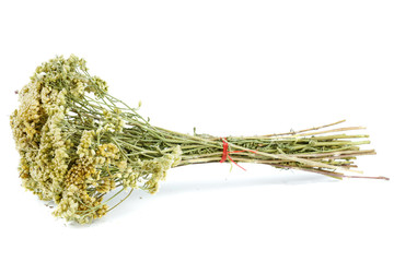 Dried milfoil isolated on white background © Roman Ivaschenko