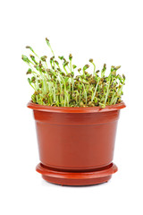 Fenugreek sprouts isolated on white background