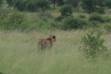 Ghepardo nella savana nel Kruger park in Sudafrica