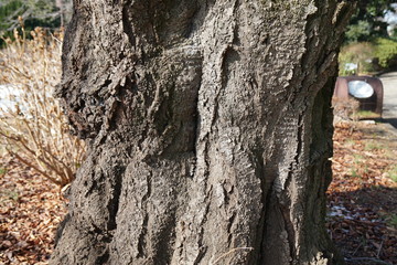 ソメイヨシノの樹皮