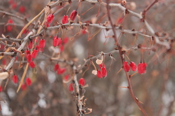red berries in snow