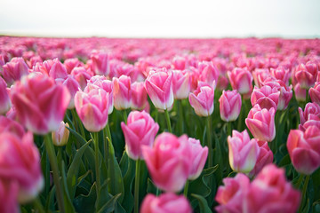 Beautiful fields of pink tulips in full bloom in spring sunshine