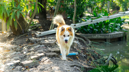 dog in forest