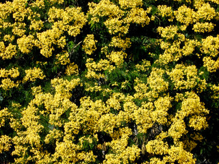 Yellow flowers tree