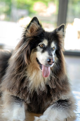 german shepherd dog