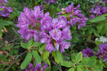 pink flowers in the garden