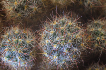 Obraz premium Cactus in blurred foggy background. Background image.