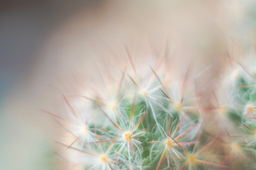 Cactus in blurred foggy background. Background image.