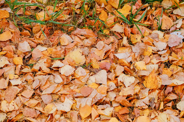 yellow leaves on the lawn