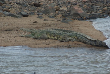 Crocodile in Kruger Park, South Africa