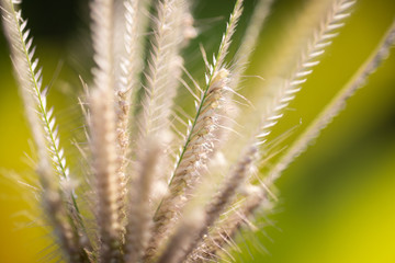 Grass flowers in nature.