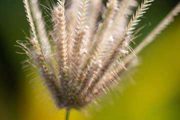 Grass flowers in nature.