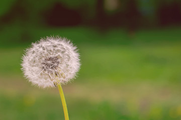 Naklejka premium Dandelion in the foreground with a soft blurry green background