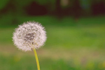 Dandelion in the foreground with a soft blurry green background