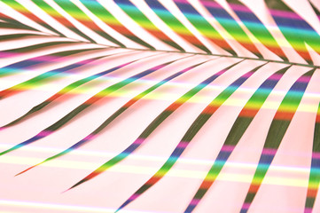 Palm tree with rainbow on pink background.