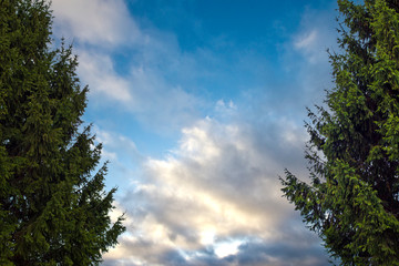 two green trees spruce against a cloudy sky