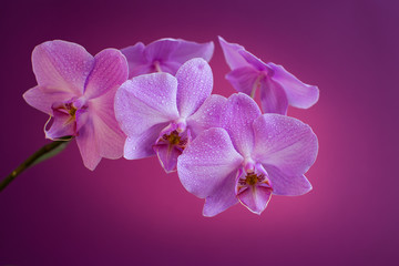 Fototapeta na wymiar Blooming Purple Orchid on a purple background in raindrops, close-up