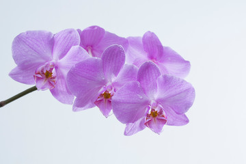 Obraz na płótnie Canvas Blooming Orchid on white background in drops of dew, close-up