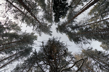 bottom view of the snow-covered tree crowns in the winter forest