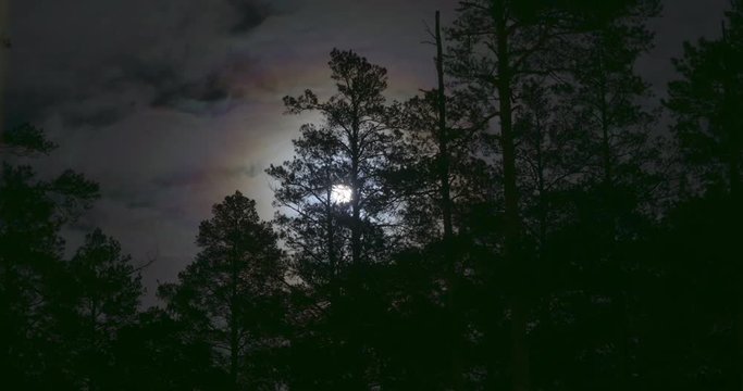 Night mysterious panoramic landscape in cold tones - silhouettes of the spruce forest under the full moon and dramatic night sky. Time lapse fast motion