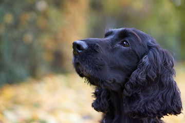 Cocker Spaniel