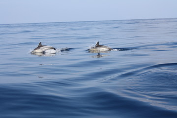Fototapeta premium Gruppe Delfine 