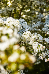 Blüte Sommer Blume Frühling