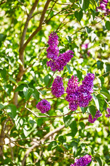 Blüte Sommer Blume Frühling