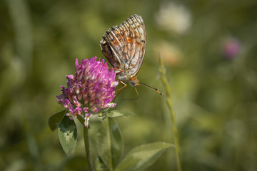 Schmetterling