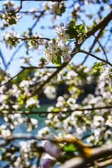 Bl&uuml;te Sommer Blume Fr&uuml;hling
