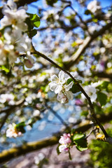 Blüte Sommer Blume Frühling