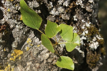 plante fragile