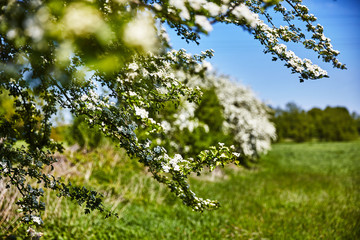 Blüte Sommer Blume Frühling
