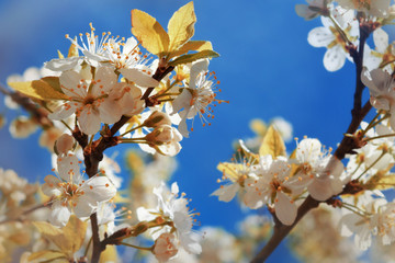 The gentle blossoming apple-tree with white colors against the background of the bright blue sky, a spring background, toning