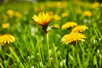 Löwenzahn Blume Wiese