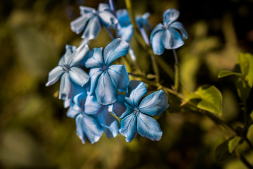 Close-up of blue flowers with white color